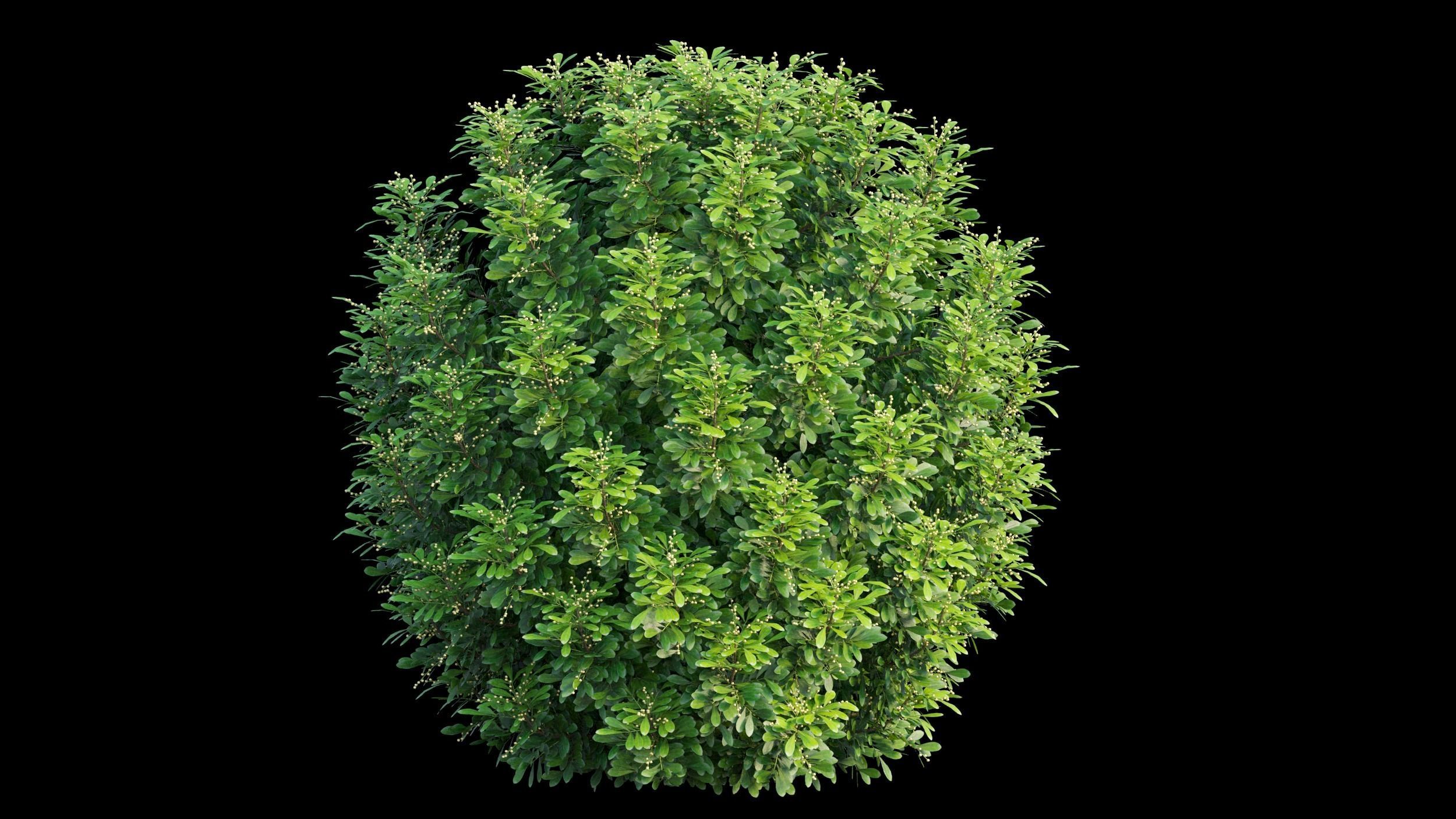 Aglaia duperreana plant set 05 3D model_5