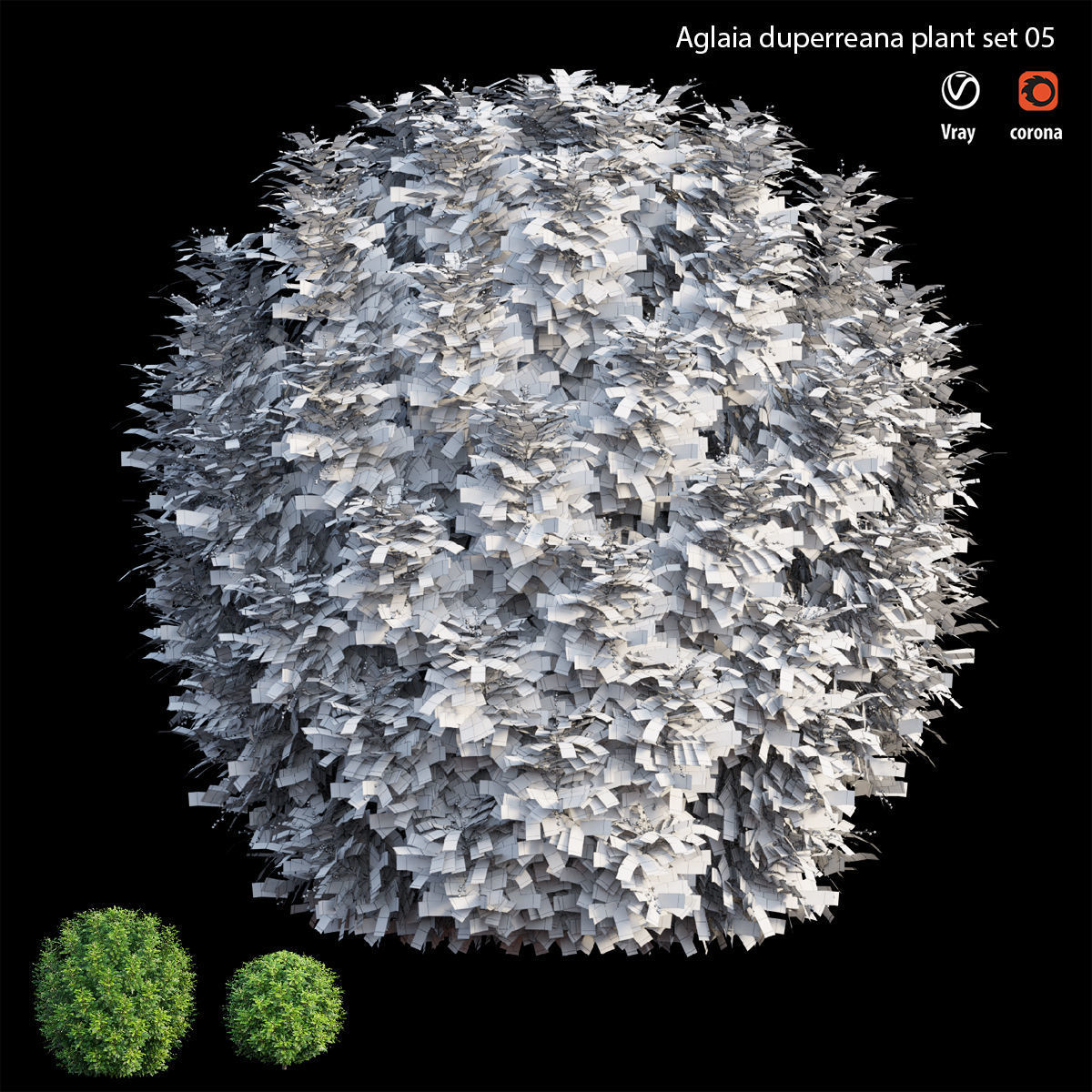 Aglaia duperreana plant set 05 3D model_3