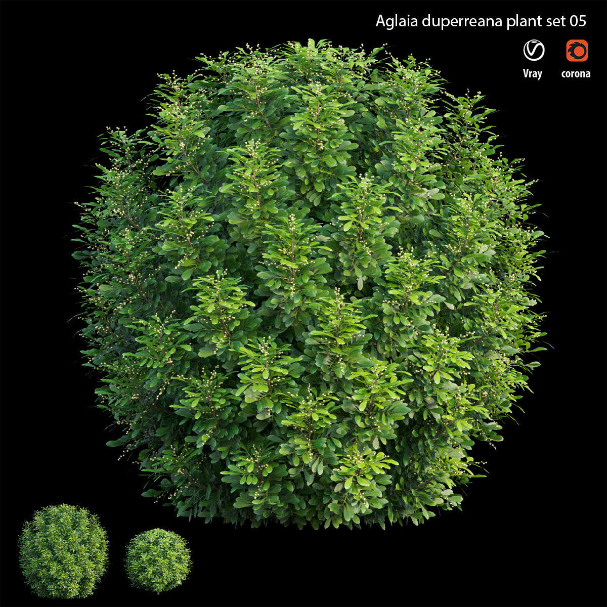 Aglaia duperreana plant set 05 3D model_1