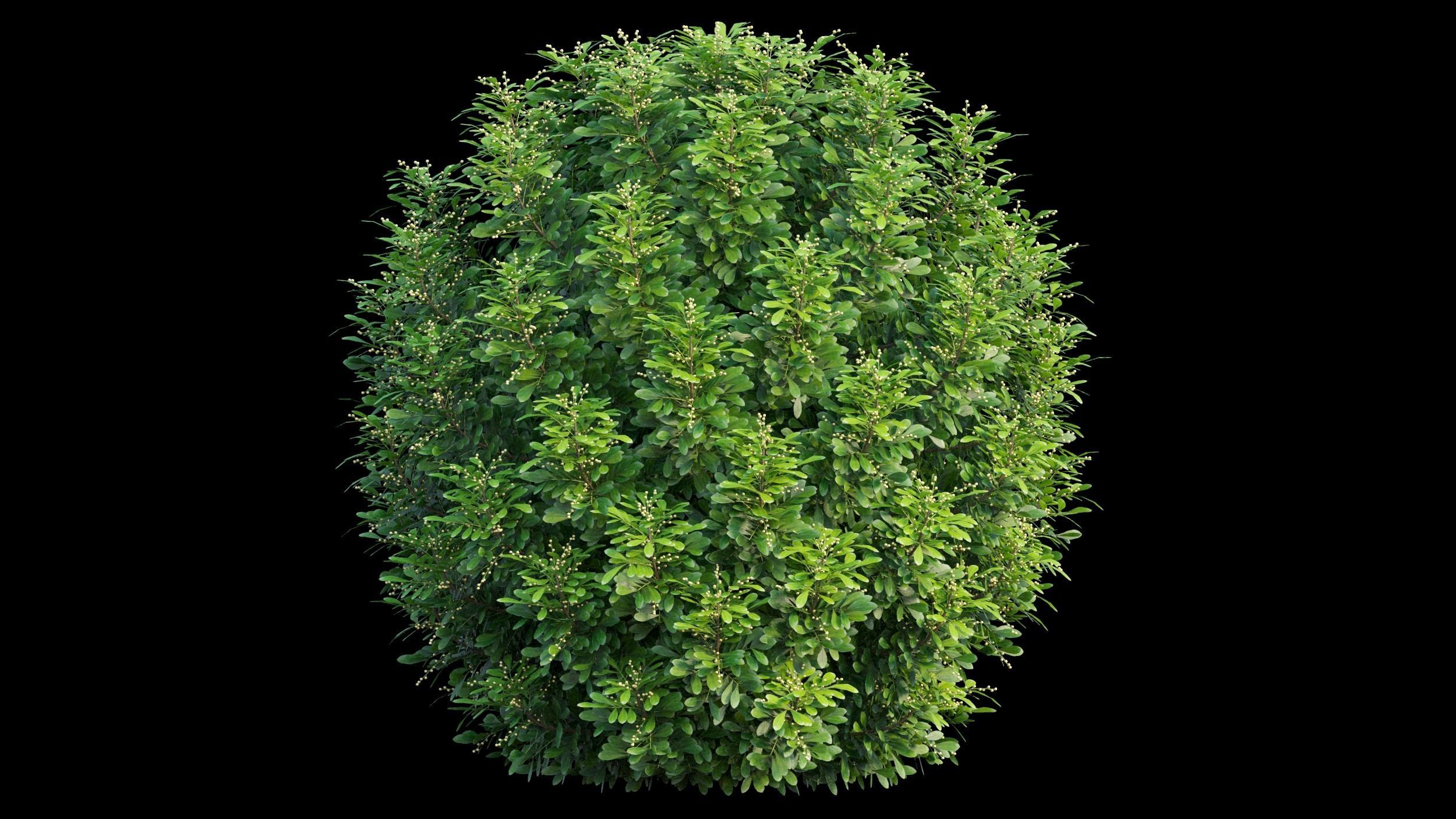 Aglaia duperreana plant set 05 3D model_6