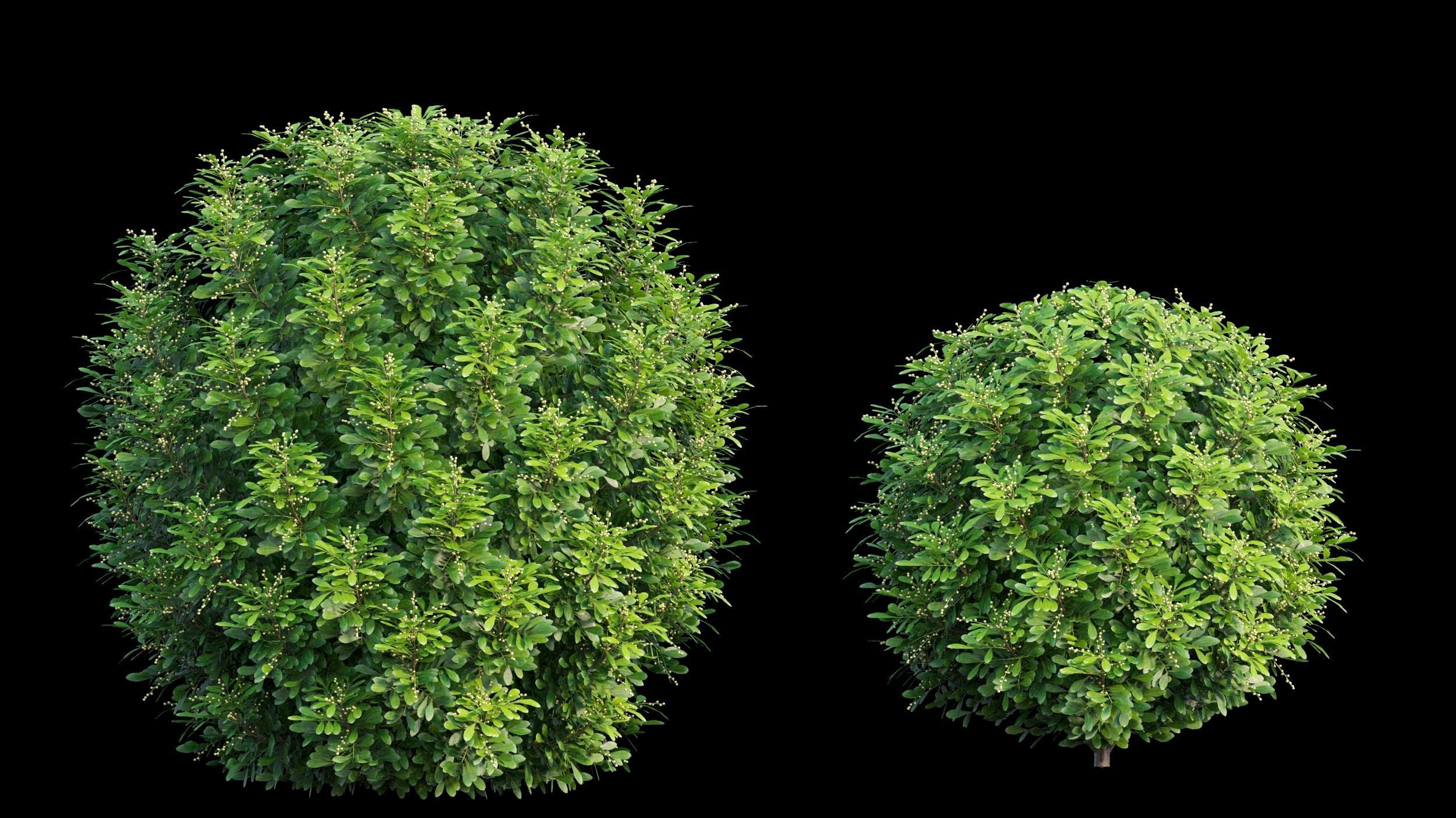 Aglaia duperreana plant set 05 3D model_4