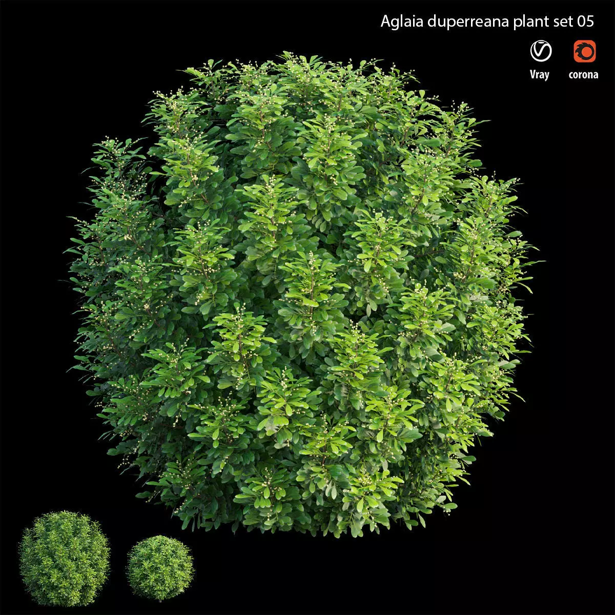 Aglaia duperreana plant set 05 3D model_0