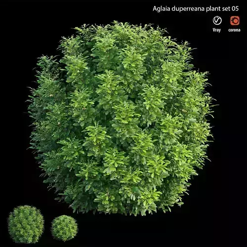 Aglaia duperreana plant set 05 3D model