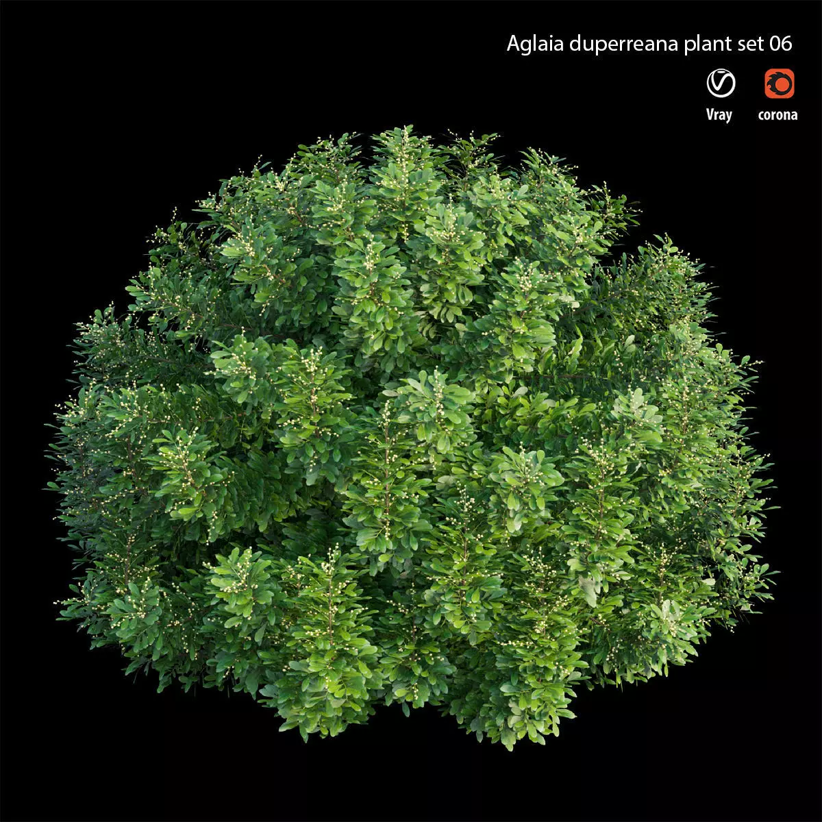 Aglaia duperreana plant set 06 3D model_0