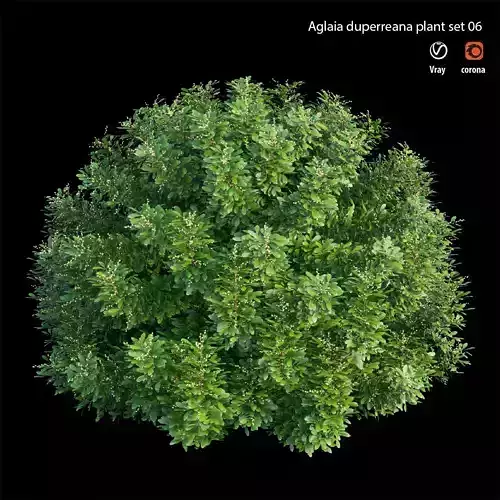 Aglaia duperreana plant set 06 3D model