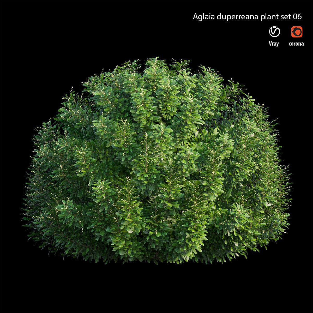 Aglaia duperreana plant set 06 3D model_1