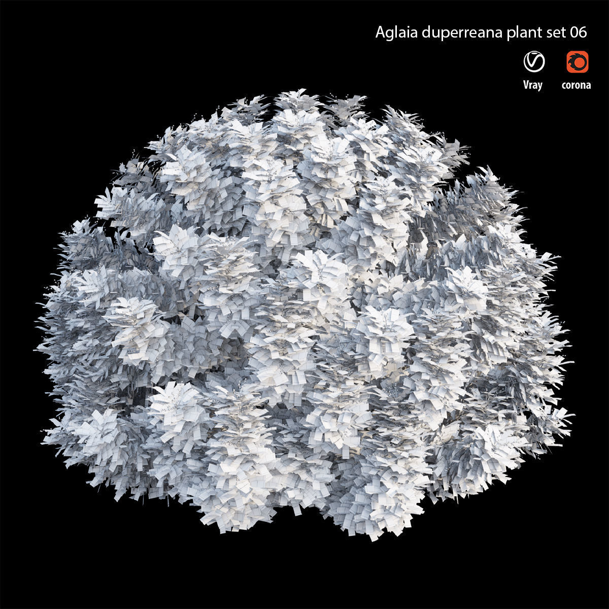 Aglaia duperreana plant set 06 3D model_3