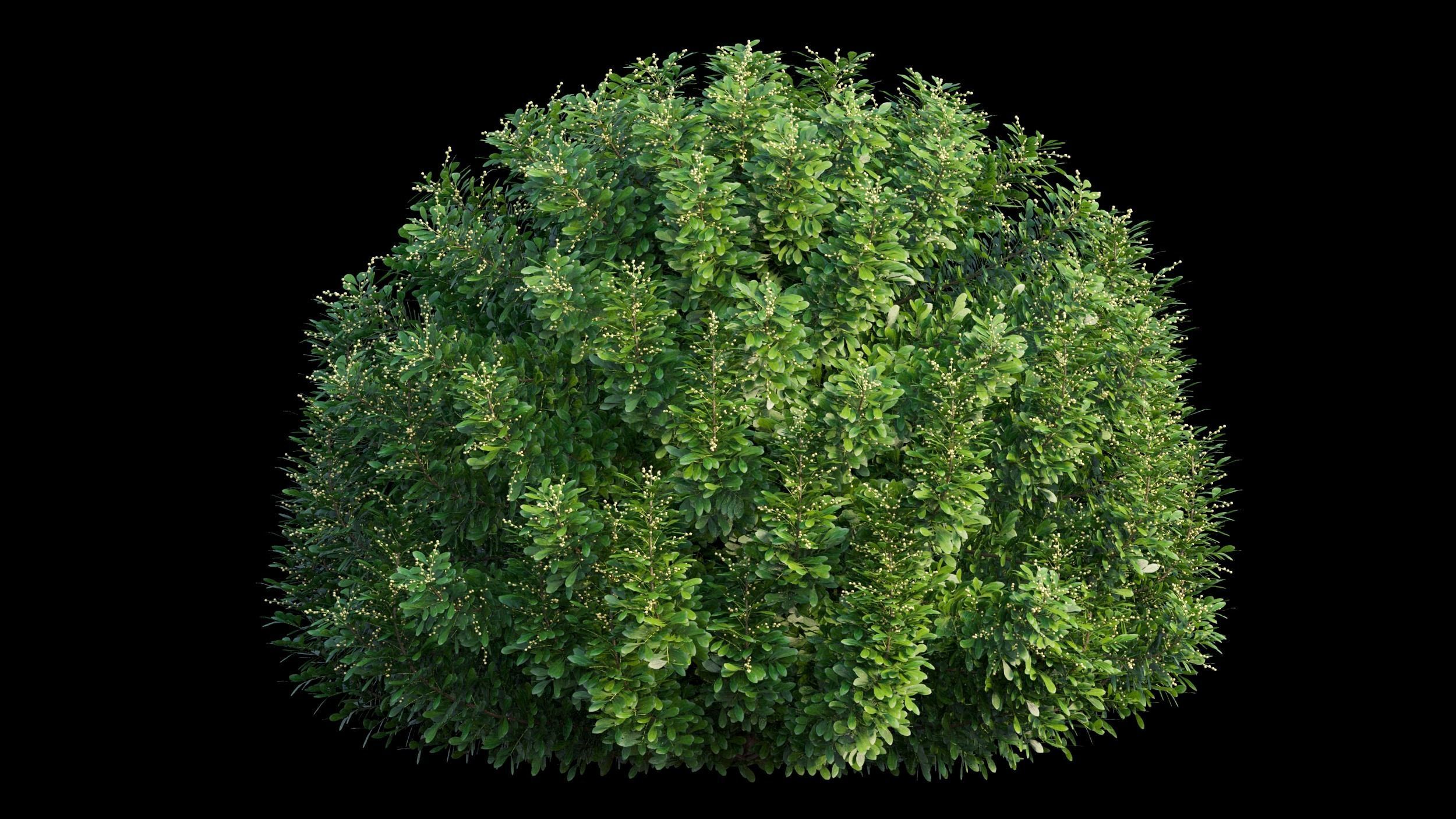 Aglaia duperreana plant set 06 3D model_5