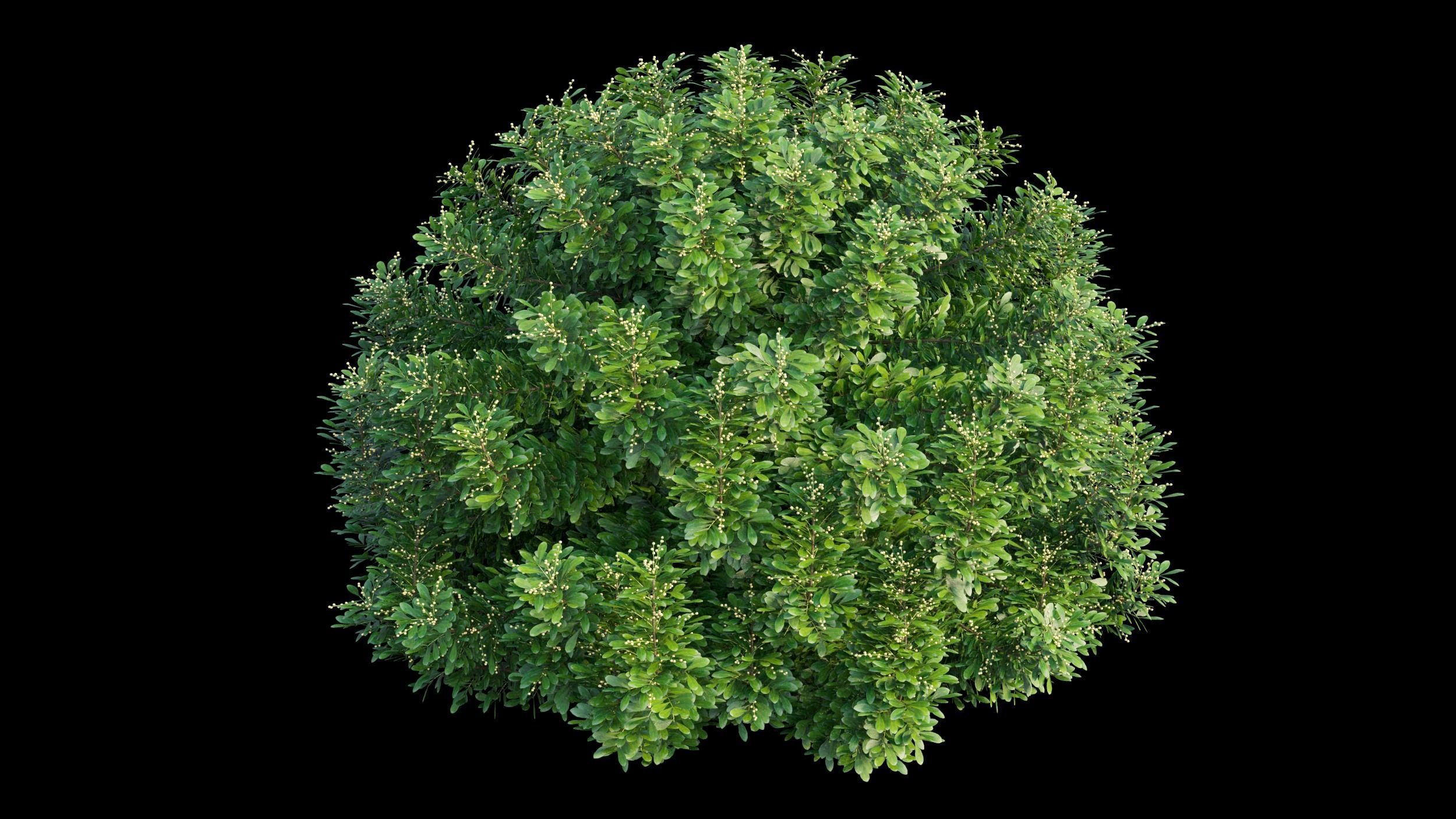 Aglaia duperreana plant set 06 3D model_4