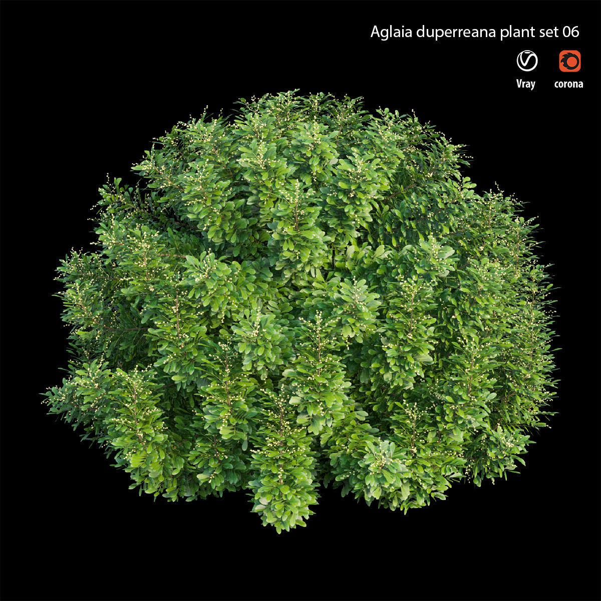 Aglaia duperreana plant set 06 3D model_2
