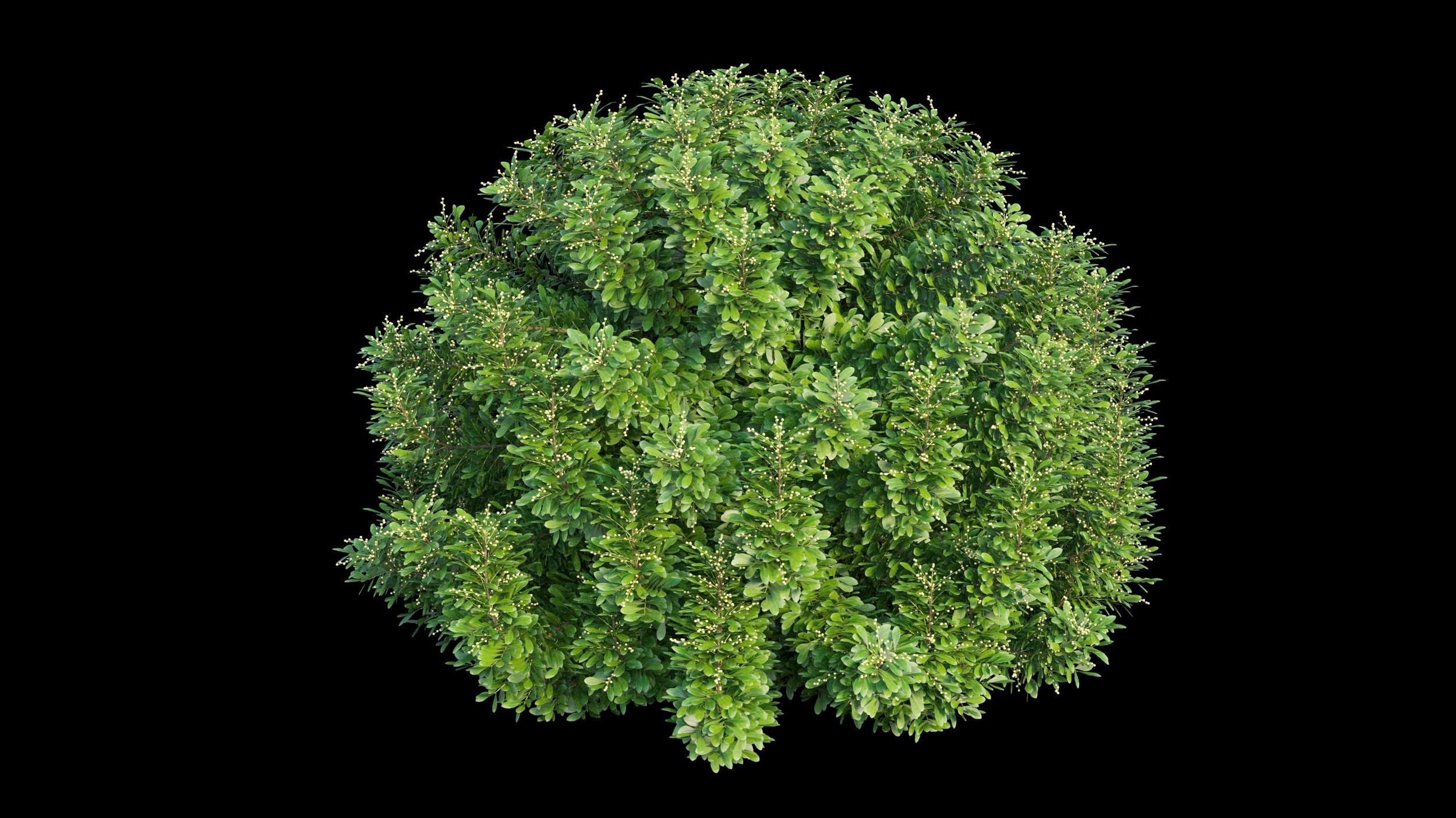 Aglaia duperreana plant set 06 3D model_6