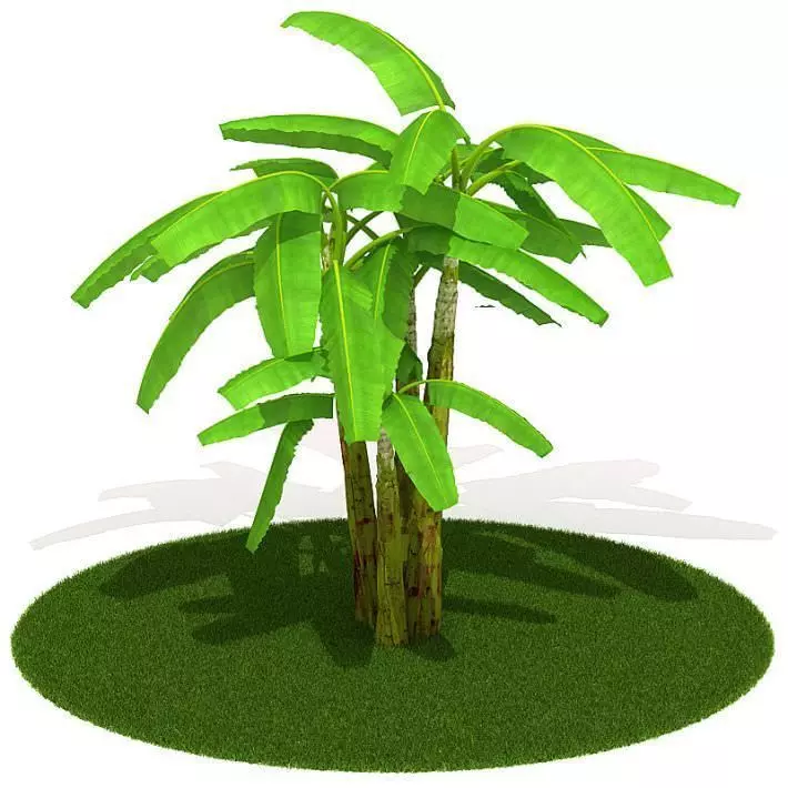 Green Small Palm Tree 3D model_0