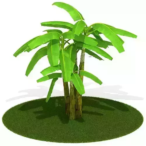 Green Small Palm Tree