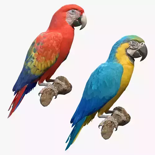 Macaw Collection perched on branch 3D model