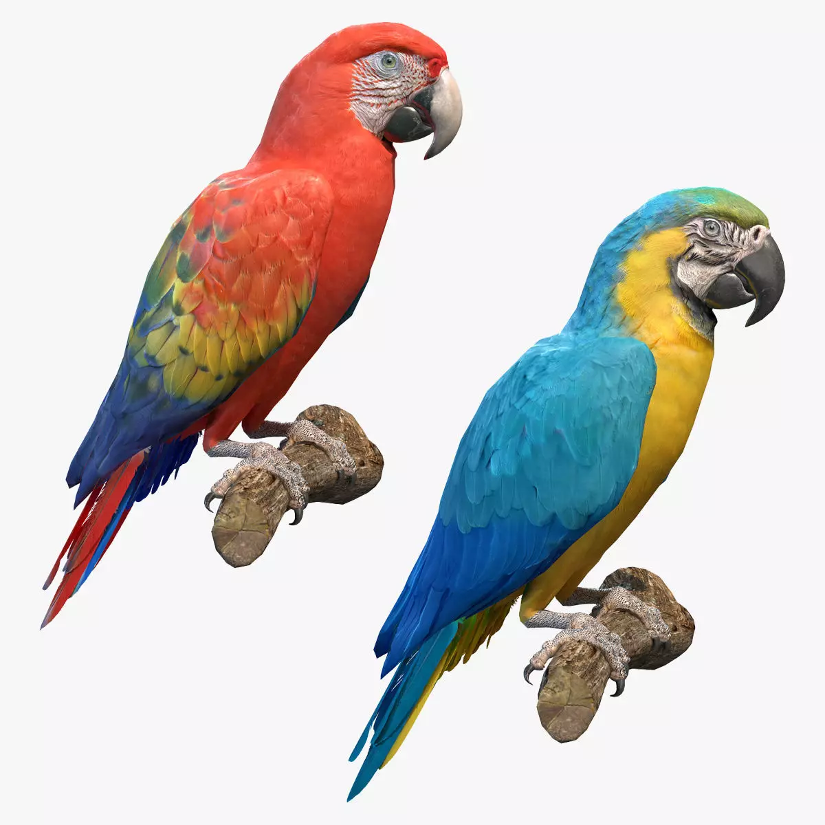 Macaw Collection perched on branch 3D model_0