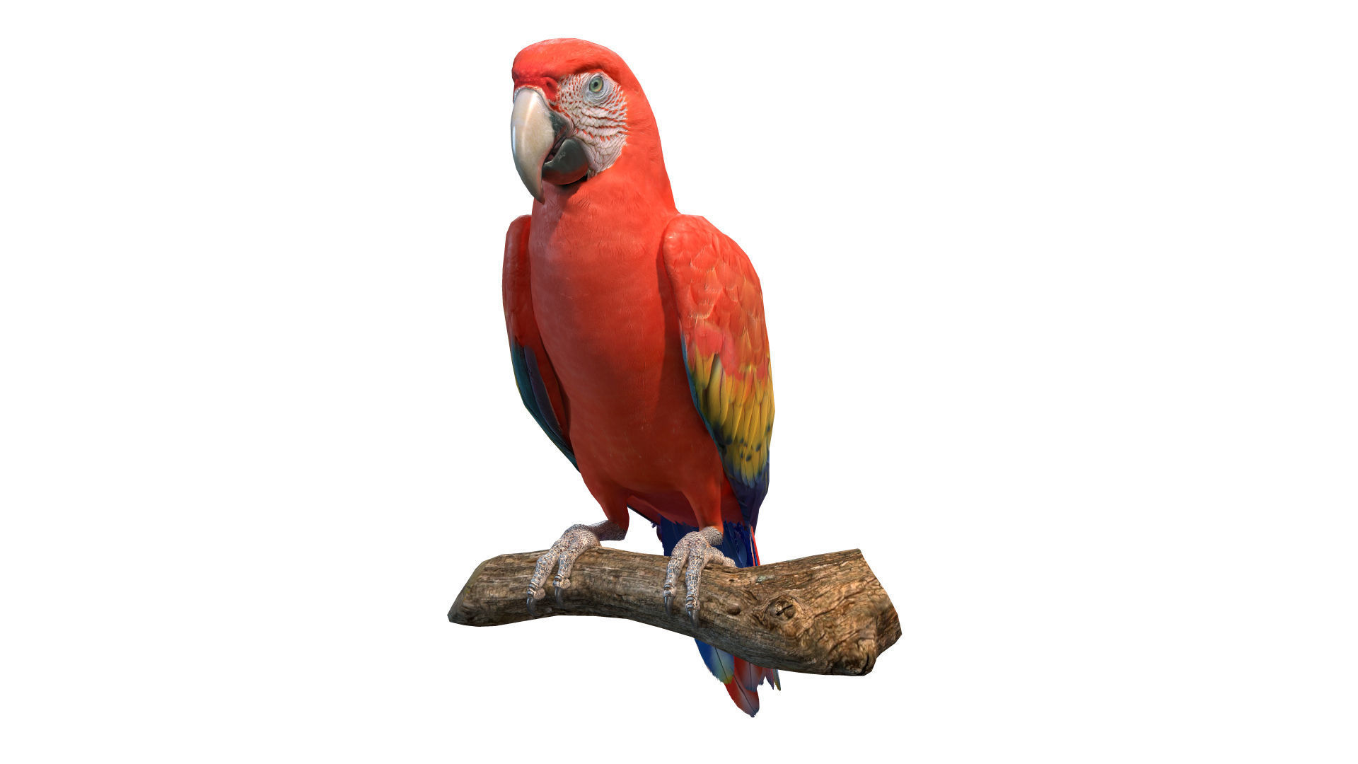 Macaw Collection perched on branch 3D model_21