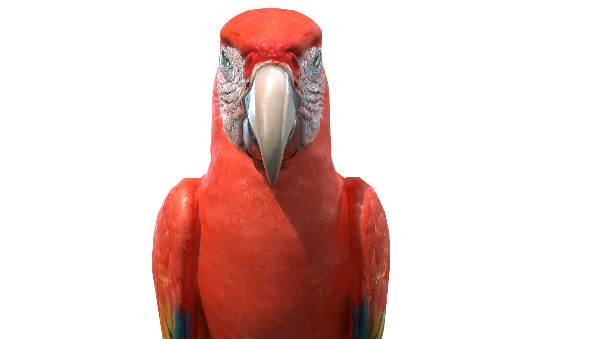 Macaw Collection perched on branch 3D model_22
