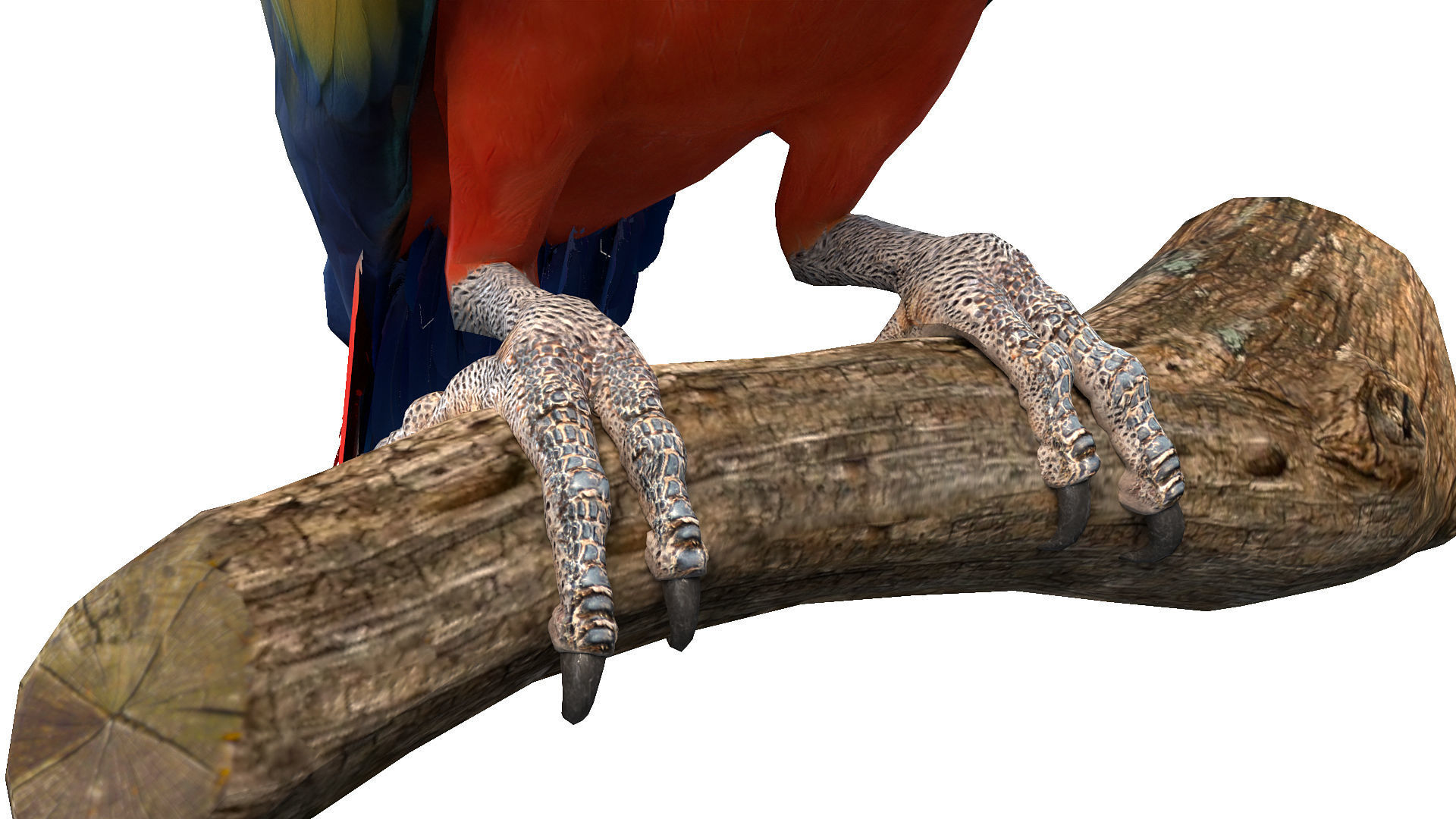 Macaw Collection perched on branch 3D model_24