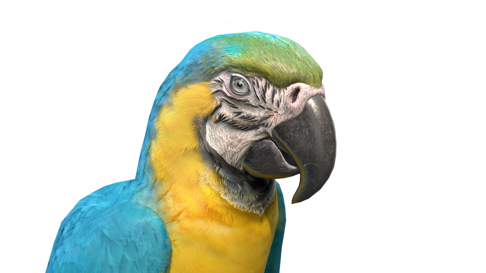 Macaw Collection perched on branch 3D model_6