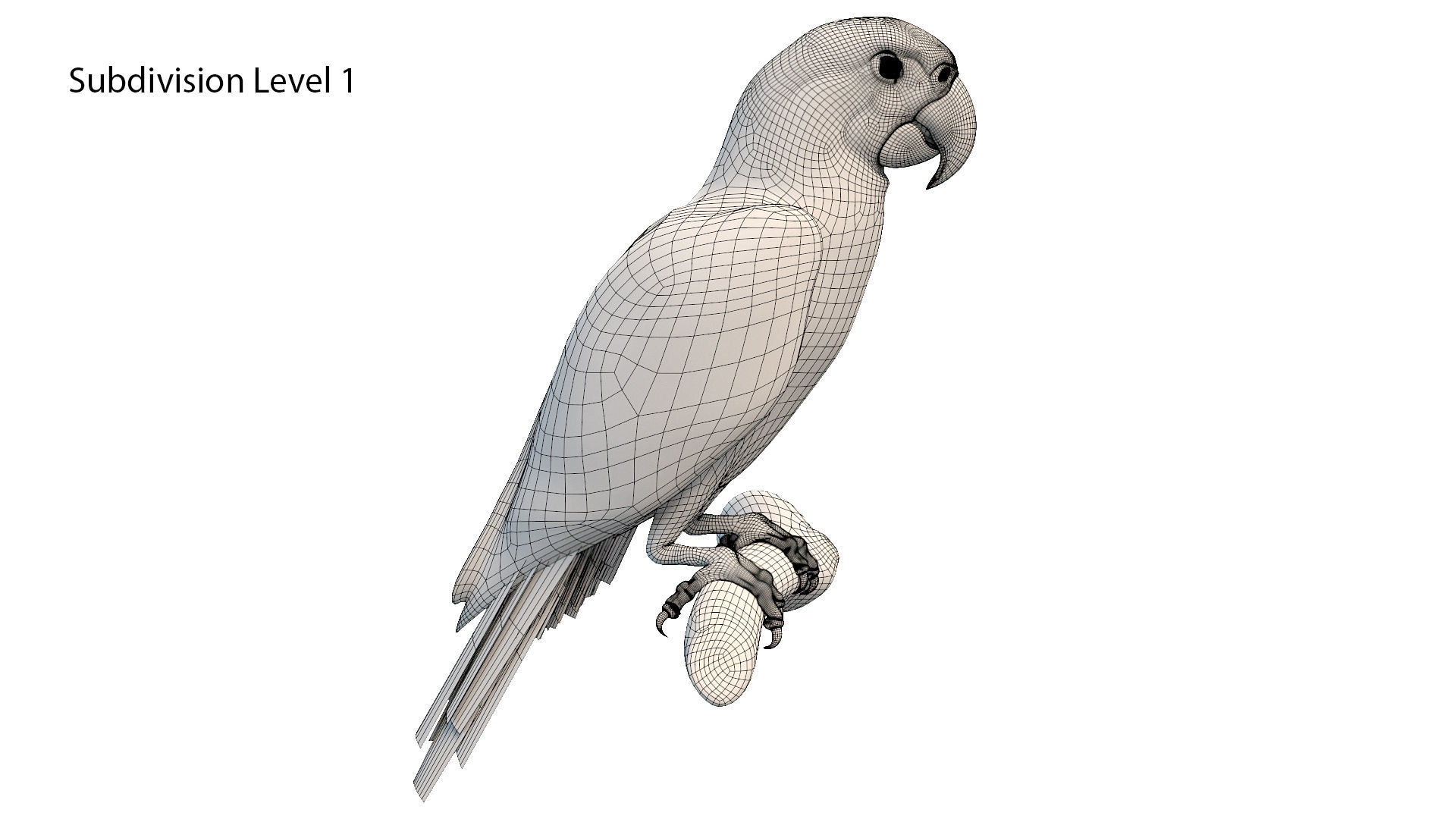 Macaw Collection perched on branch 3D model_31