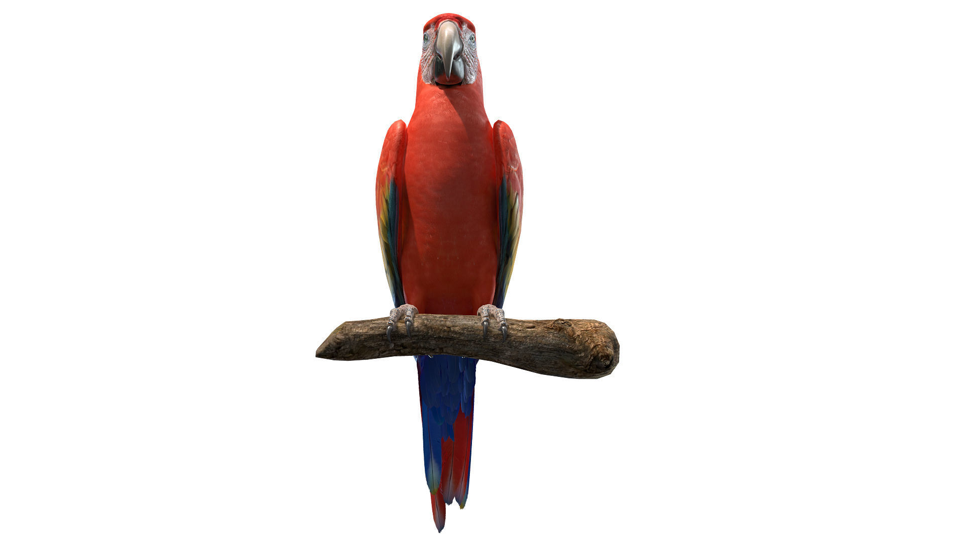 Macaw Collection perched on branch 3D model_18