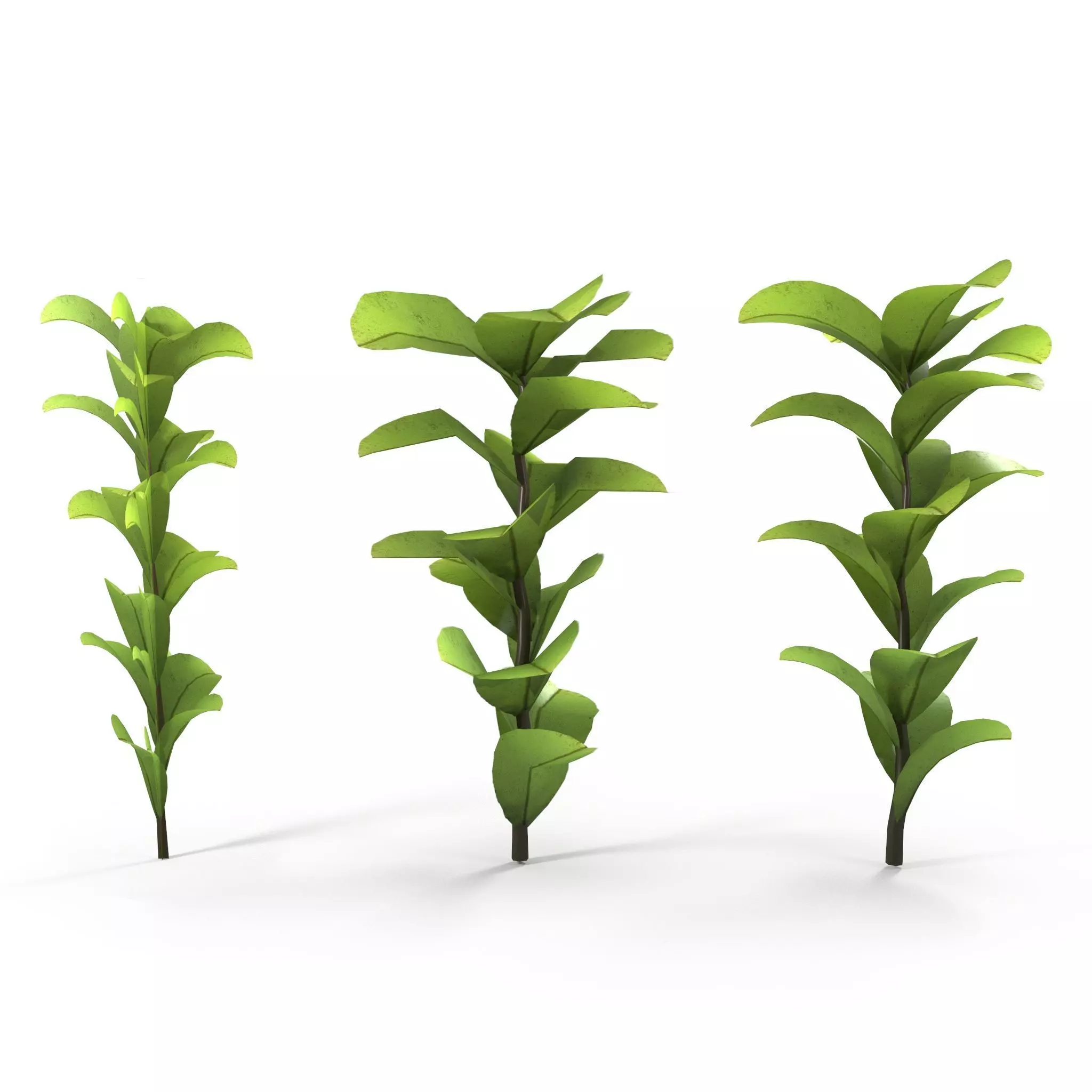 Dotted  moss Low-poly 3D model_0