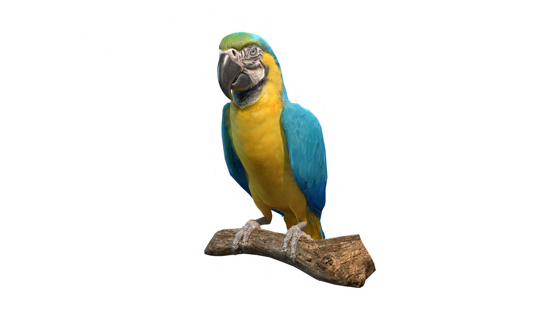 Tropical Birds Collection 3D model_5