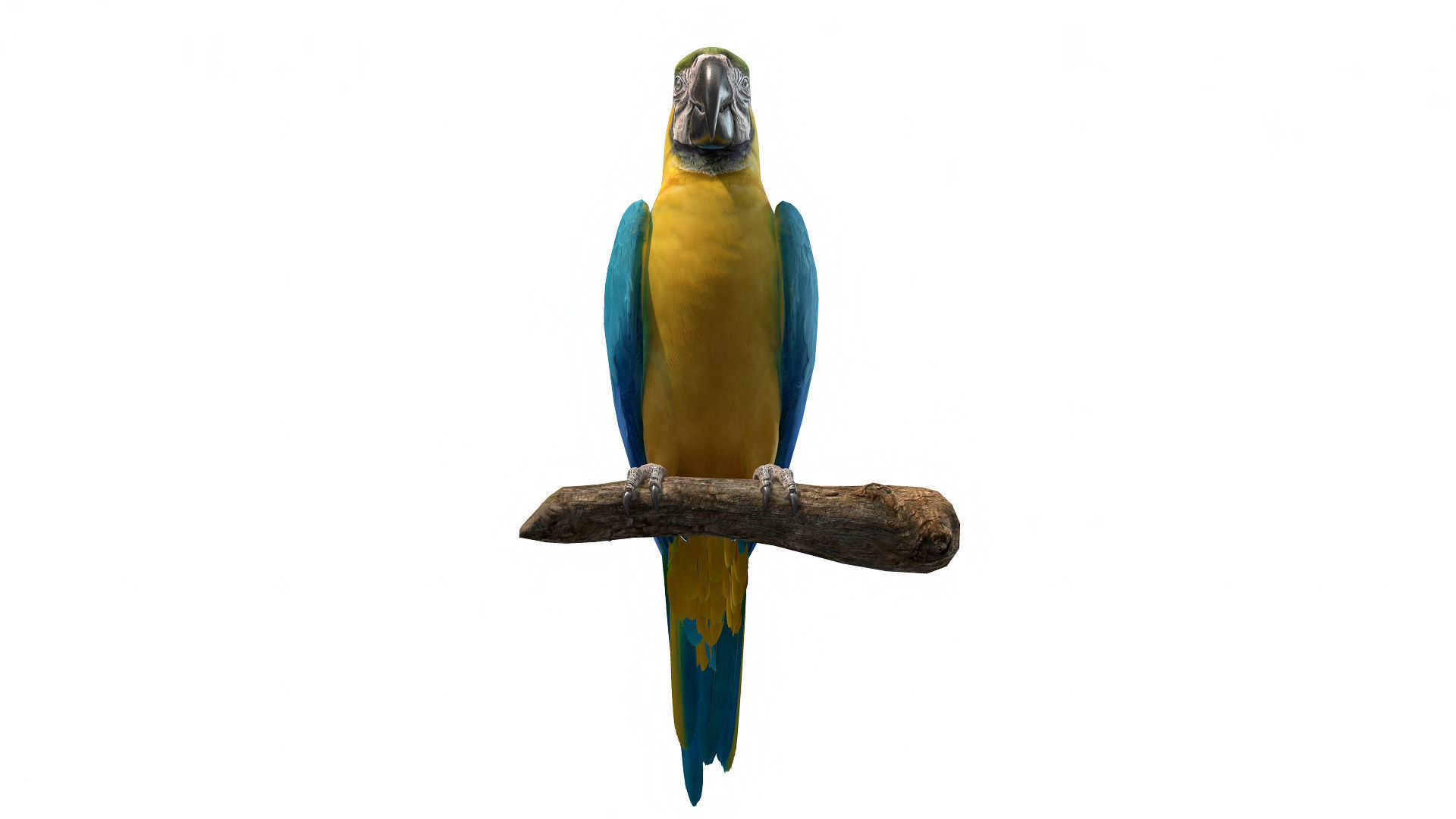 Tropical Birds Collection 3D model_9