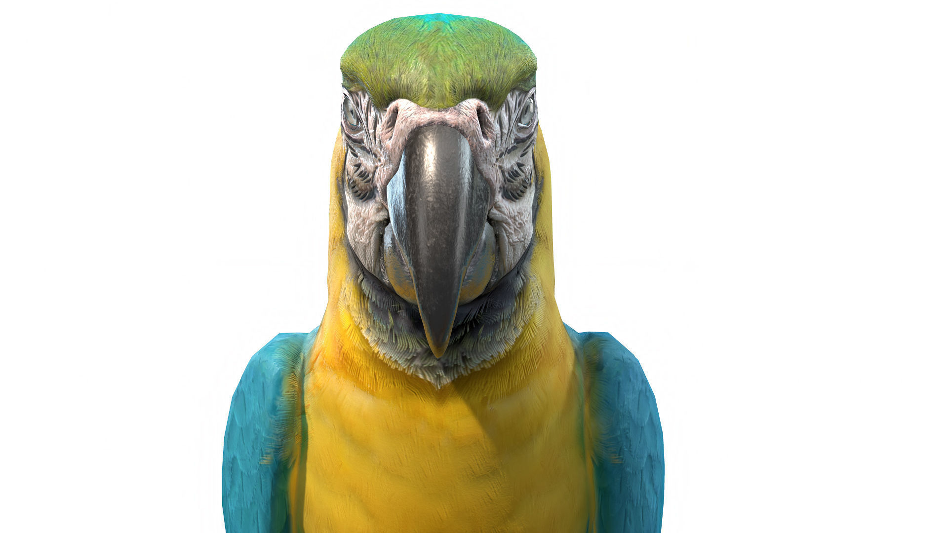 Tropical Birds Collection 3D model_8