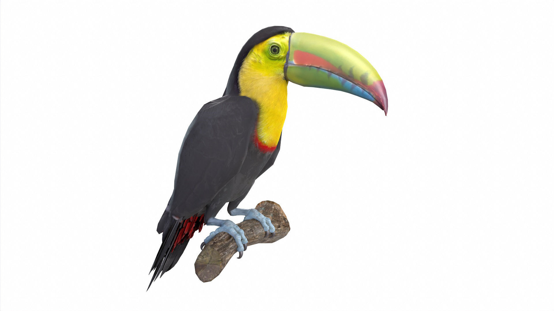 Tropical Birds Collection 3D model_36
