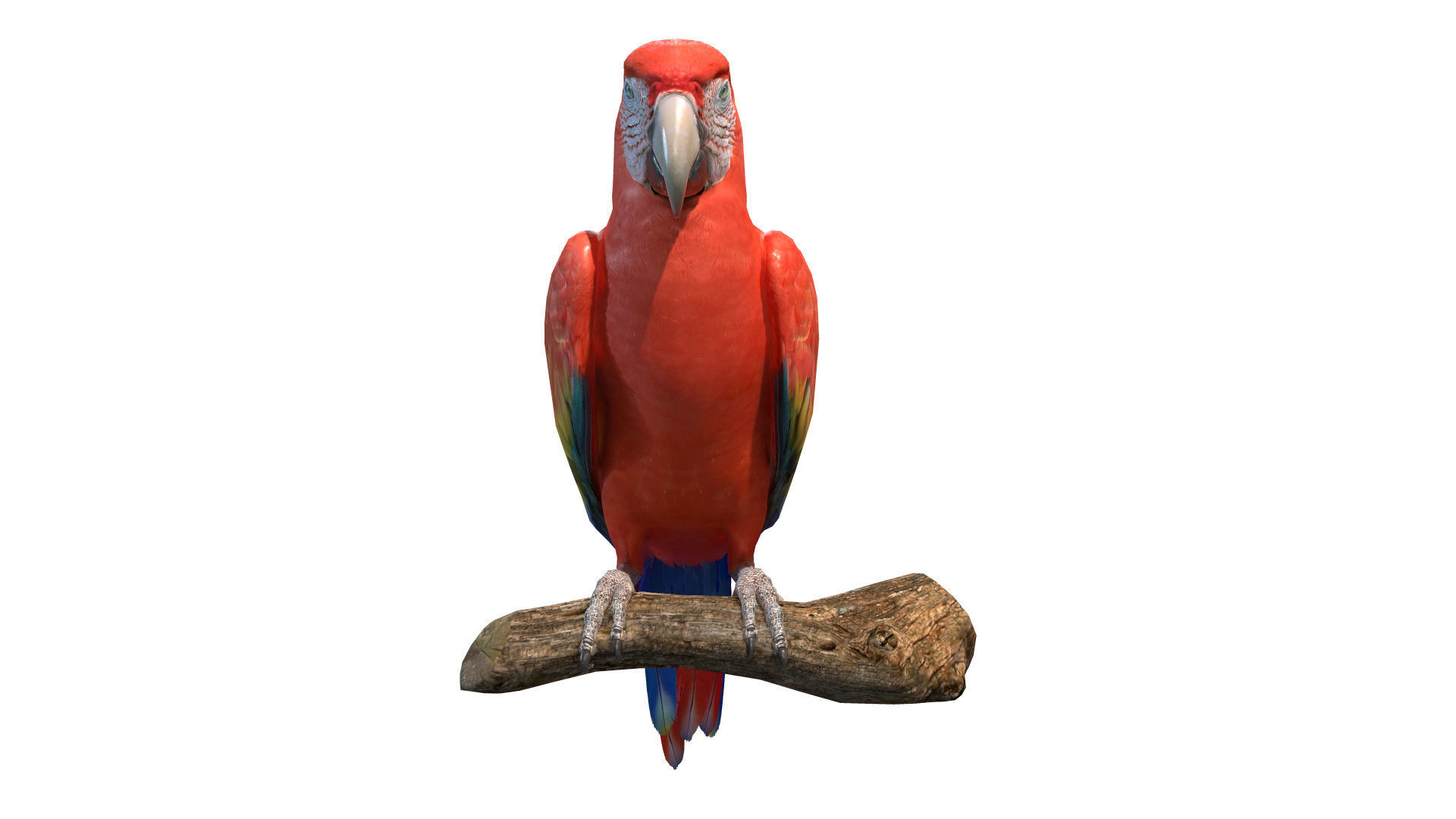 Tropical Birds Collection 3D model_25