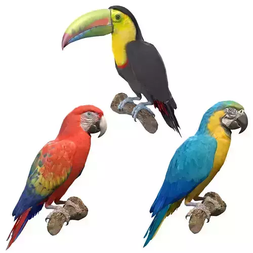 Tropical Birds Collection 3D model