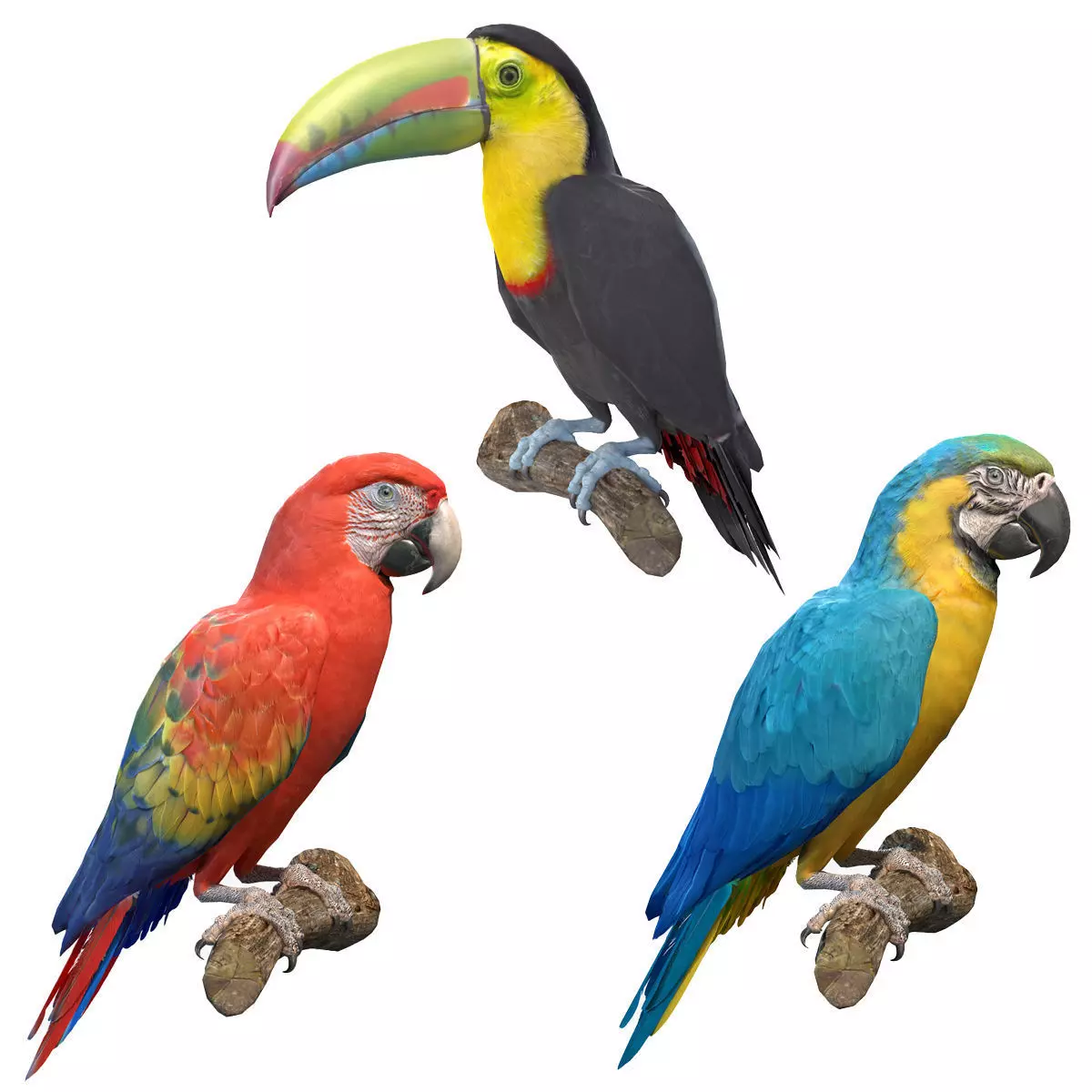 Tropical Birds Collection 3D model_0