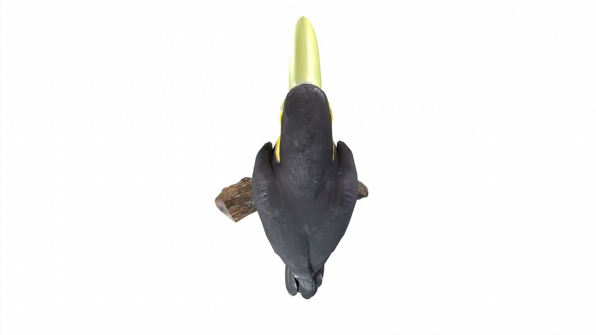 Tropical Birds Collection 3D model_39