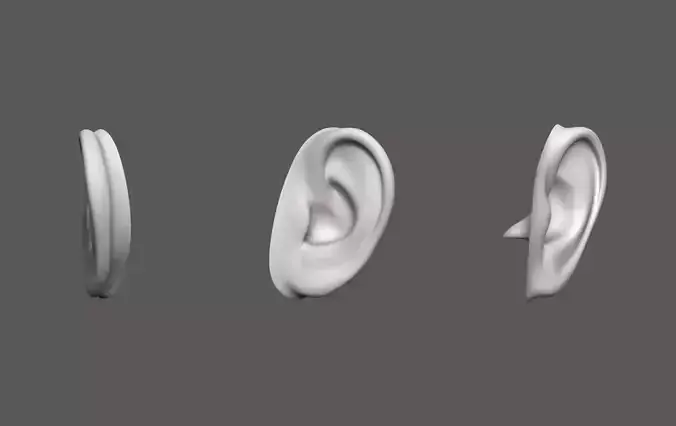 Ear Human 3D model