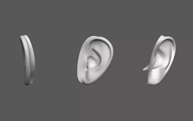 Ear Human 3D model