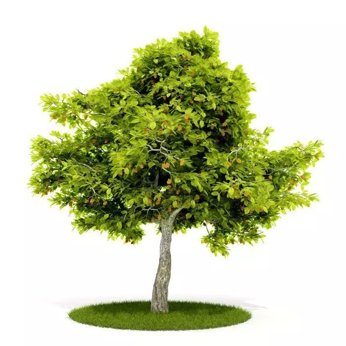 Green And Yellow Leaf Tree 3D model_0