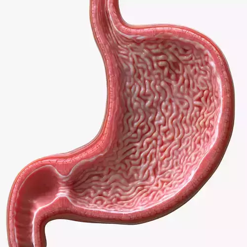 Human Stomach - Cross-Section 3D model