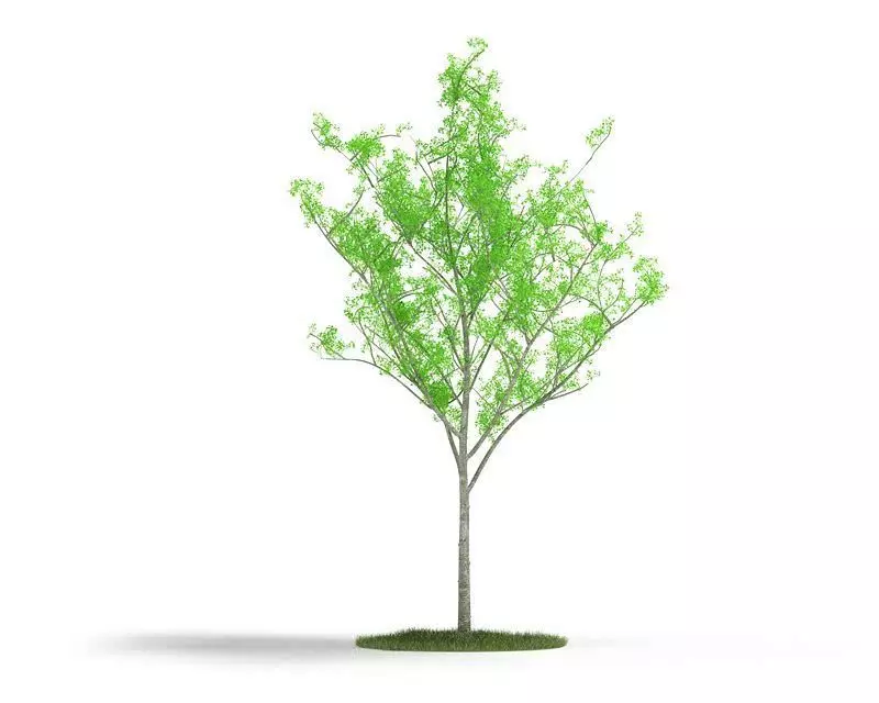 Young Green Tree 3D model_0