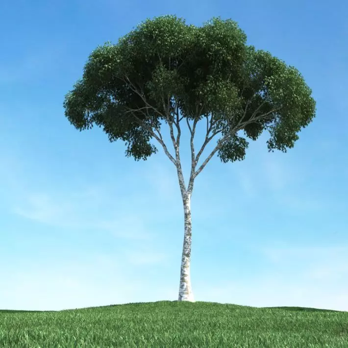 Tall Tree 3D model_0