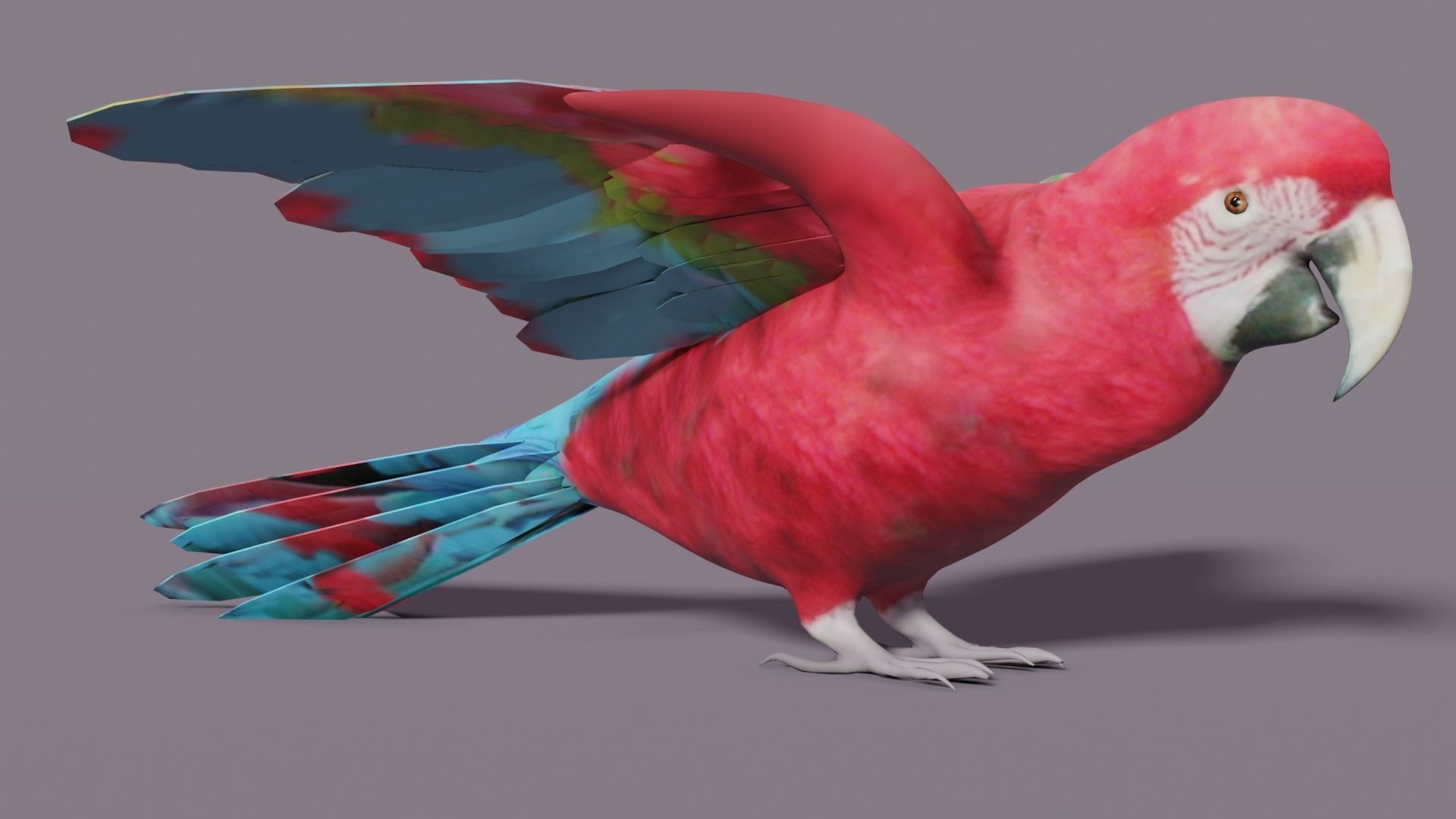 MACAW LOWPOLY parrot with wings spread Low-poly 3D model_1