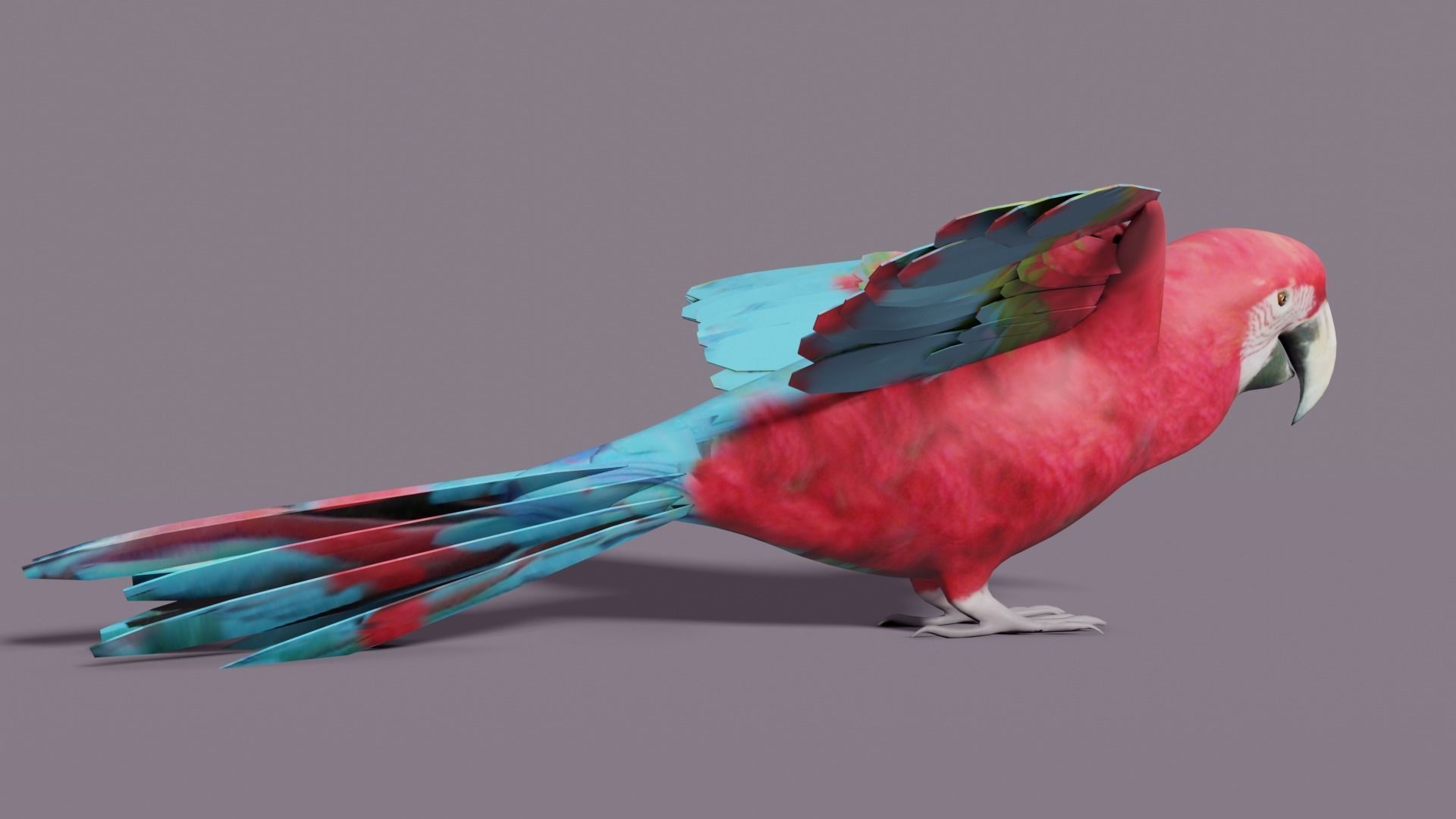 MACAW LOWPOLY parrot with wings spread Low-poly 3D model_7