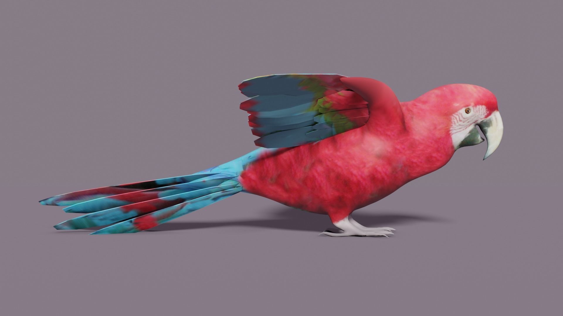 MACAW LOWPOLY parrot with wings spread Low-poly 3D model_5