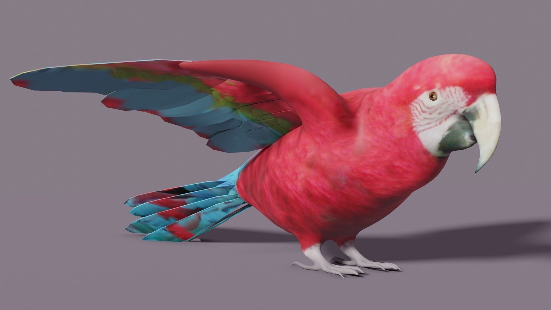 MACAW LOWPOLY parrot with wings spread Low-poly 3D model_26