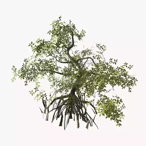 Mangrove Tree 