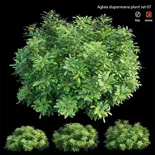 Aglaia duperreana plant set 07 3D model
