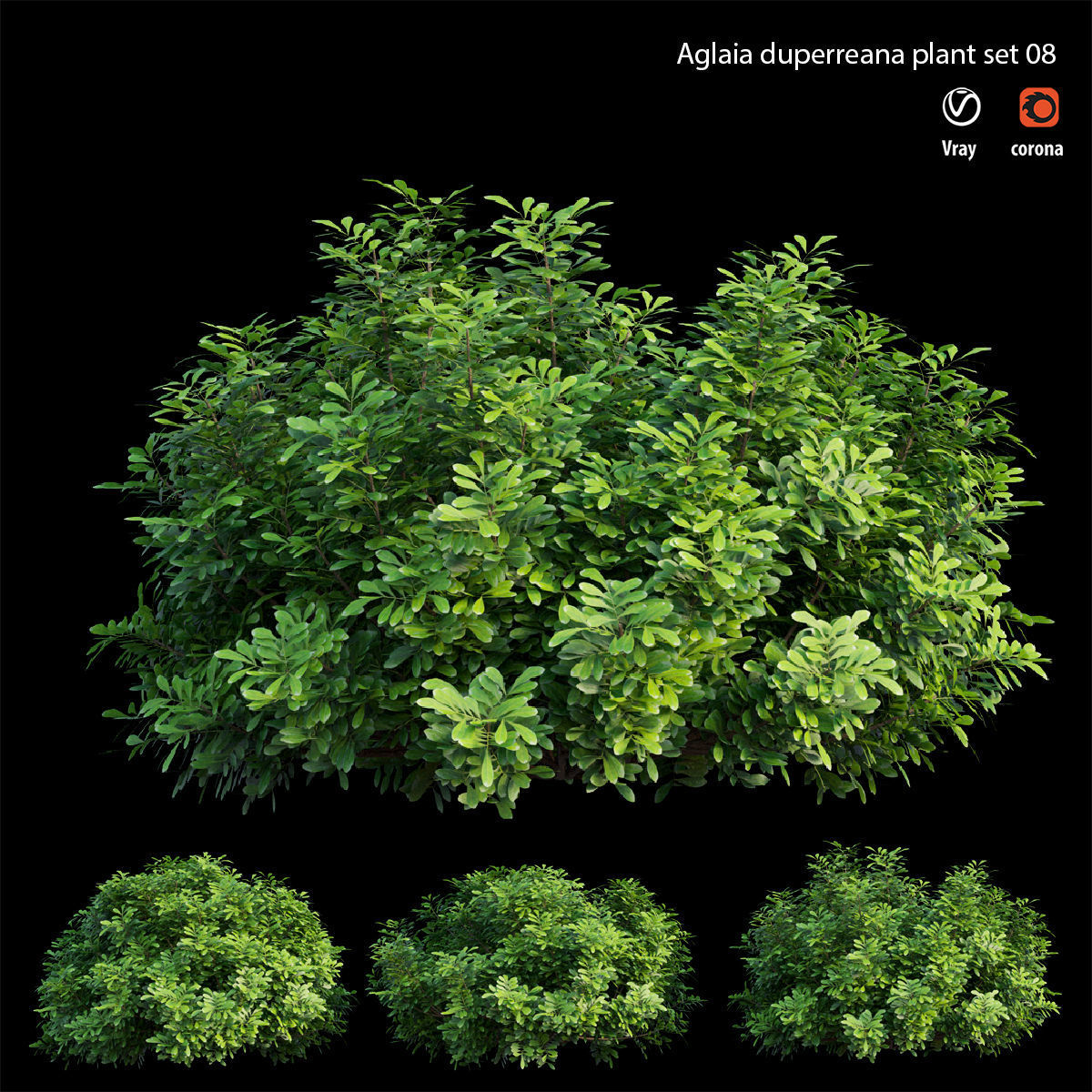 Aglaia duperreana plant set 08  3D model_3