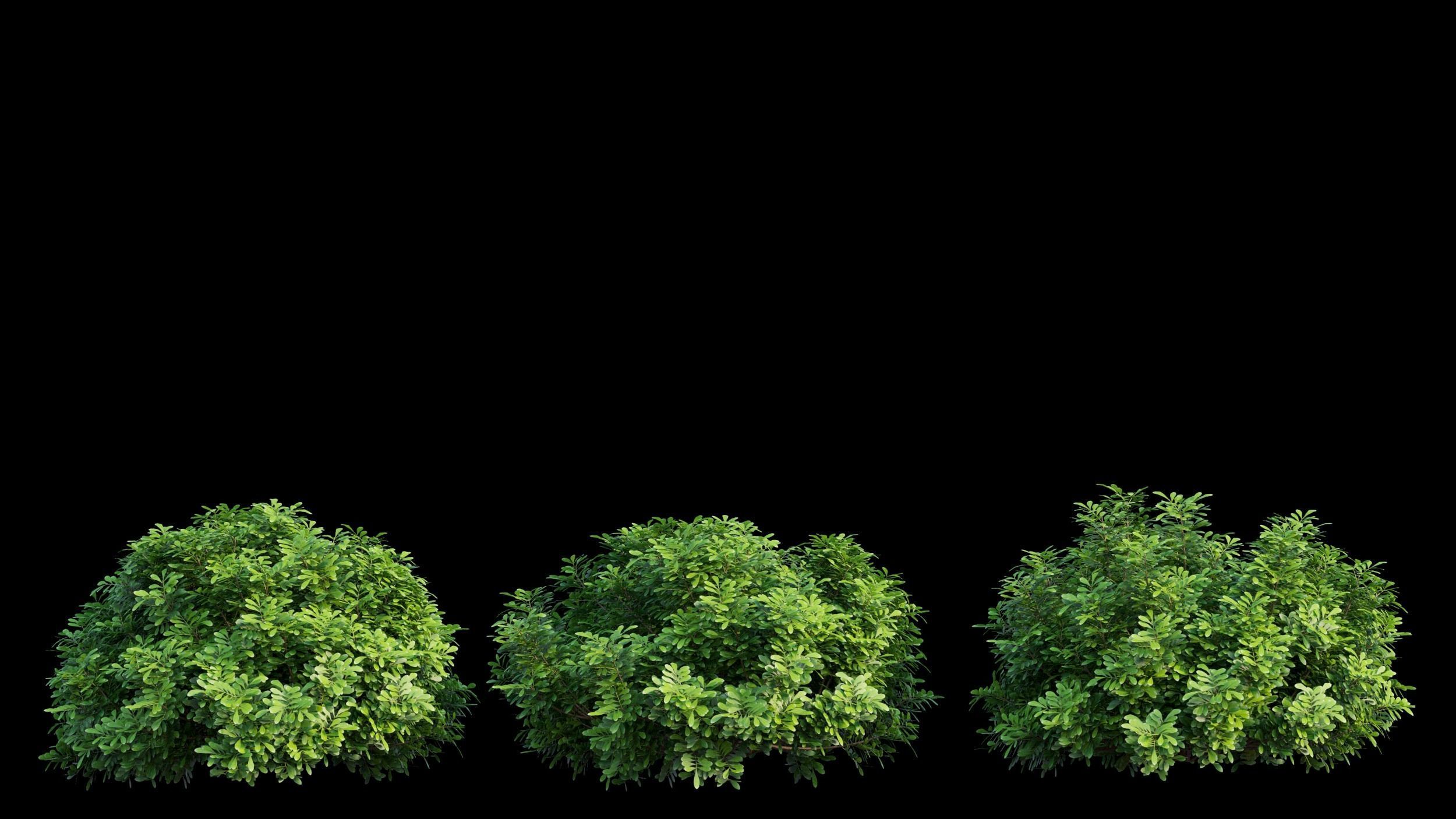 Aglaia duperreana plant set 08  3D model_6