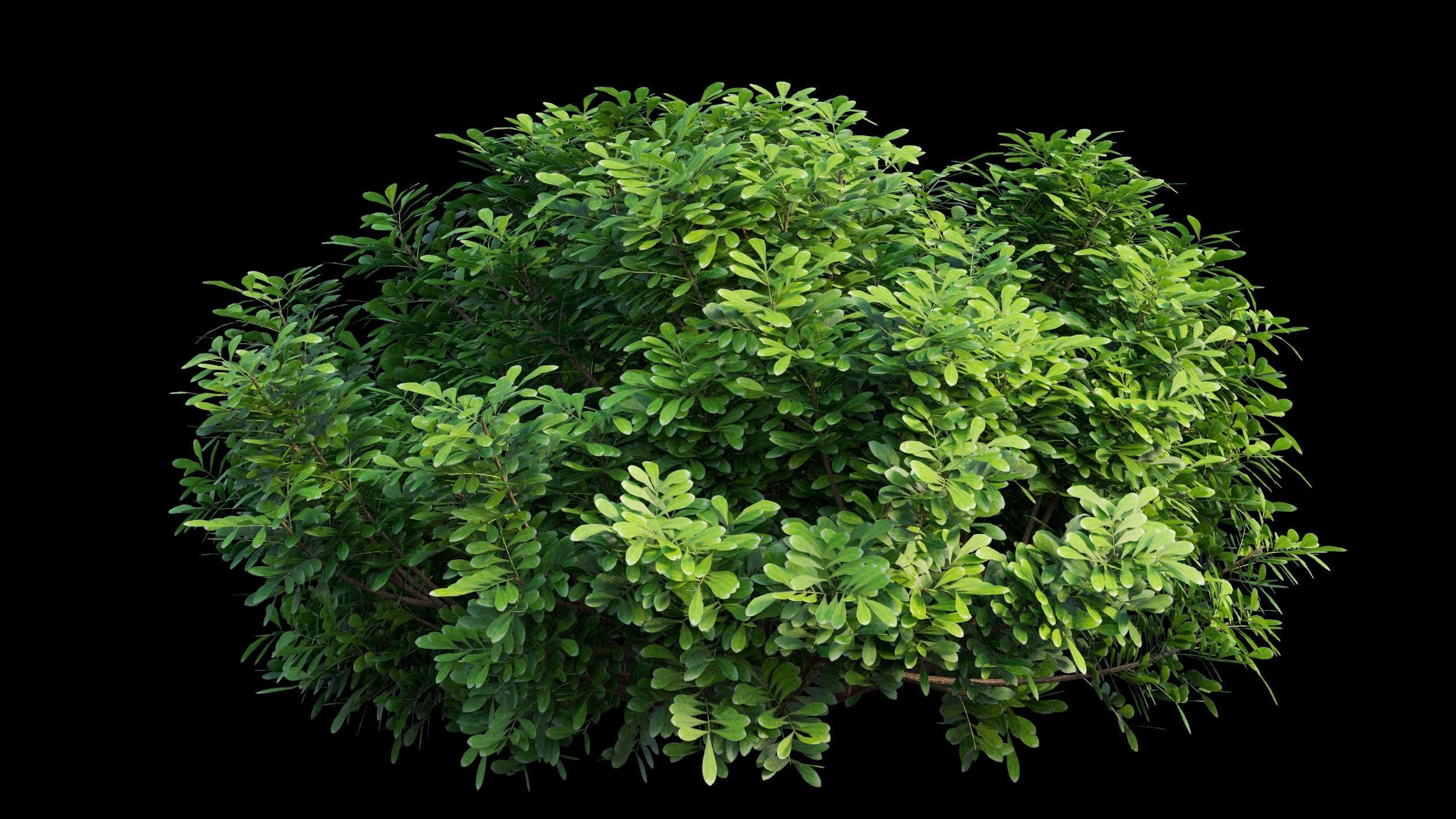 Aglaia duperreana plant set 08  3D model_9