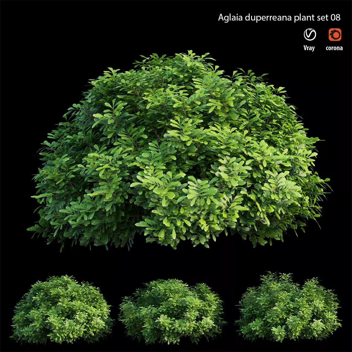 Aglaia duperreana plant set 08  3D model_0